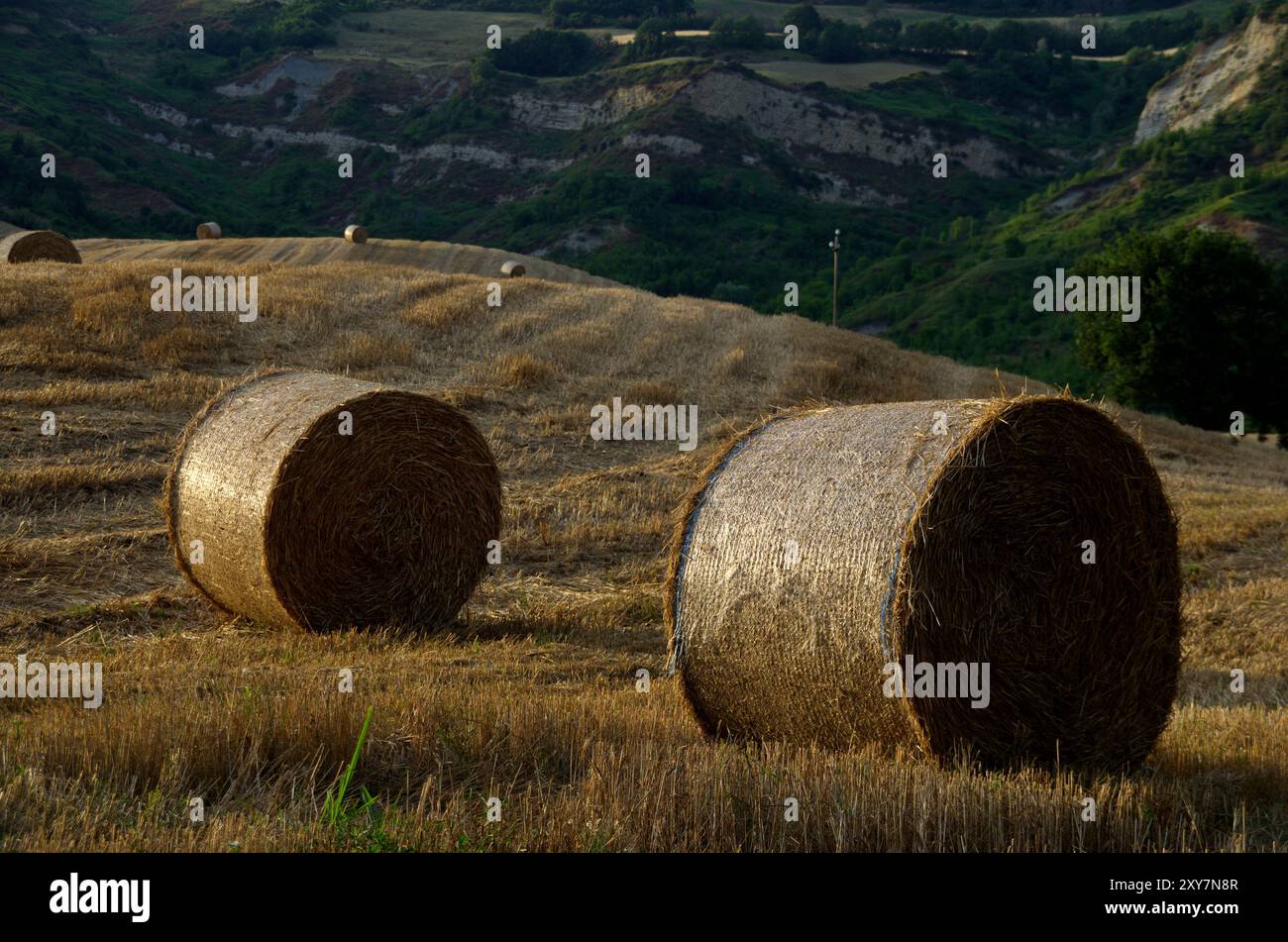 Balla Di Paglia D'Orzo - 100x50x40cm, Qualit&agrave; Alimentare, Per Animali O Giardino