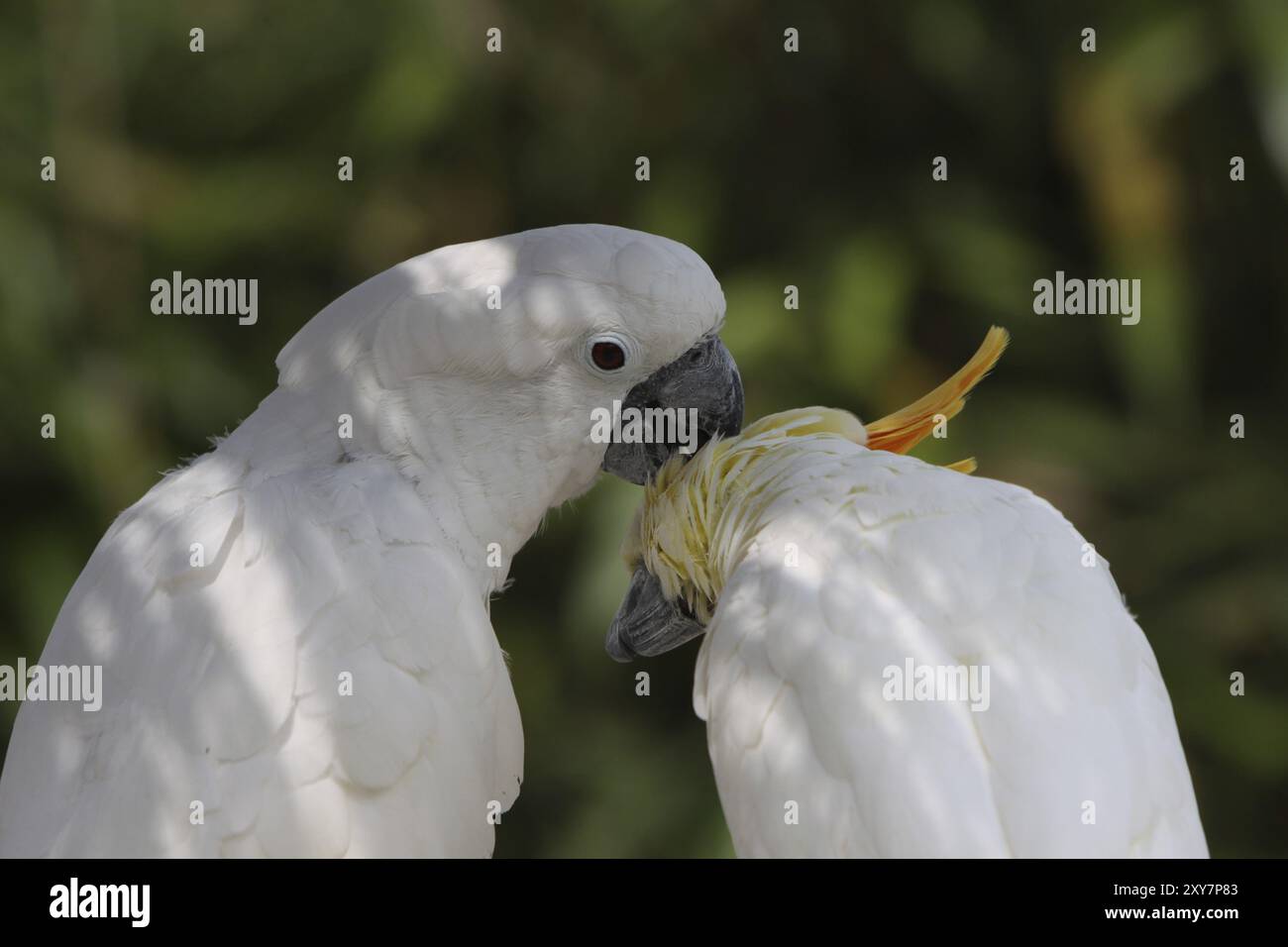 White-crested cockatoo and yellow-crested cockatoo Stock Photo