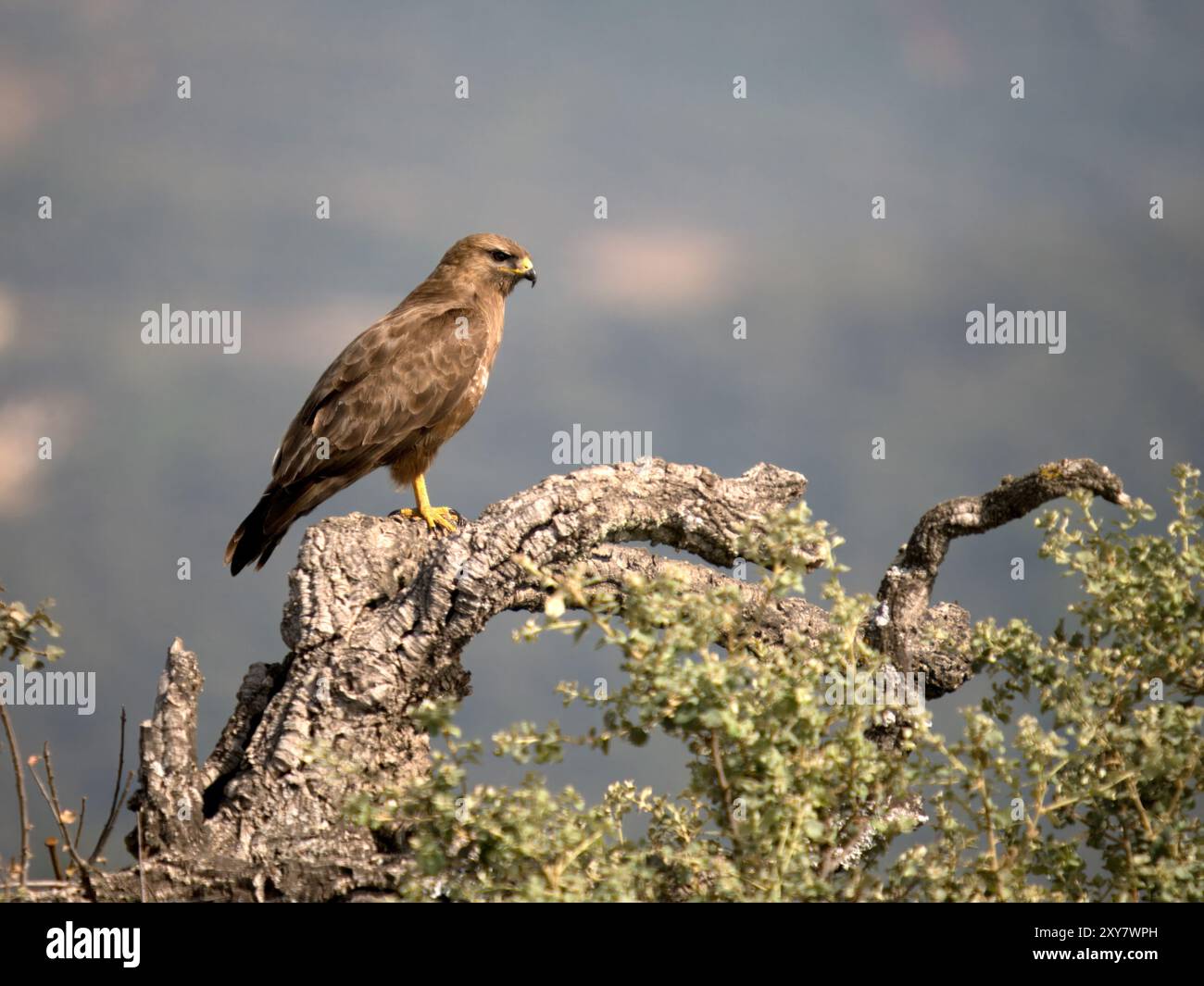 Common Buzzard (Buteo buteo) perched on branch in mountain, Calera near Talavera de la Reina, Spain Stock Photo
