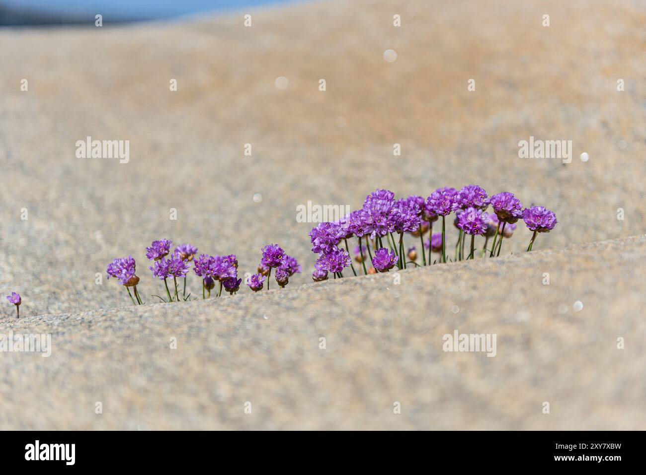 Tiny plants growing in crack hi-res stock photography and images - Alamy