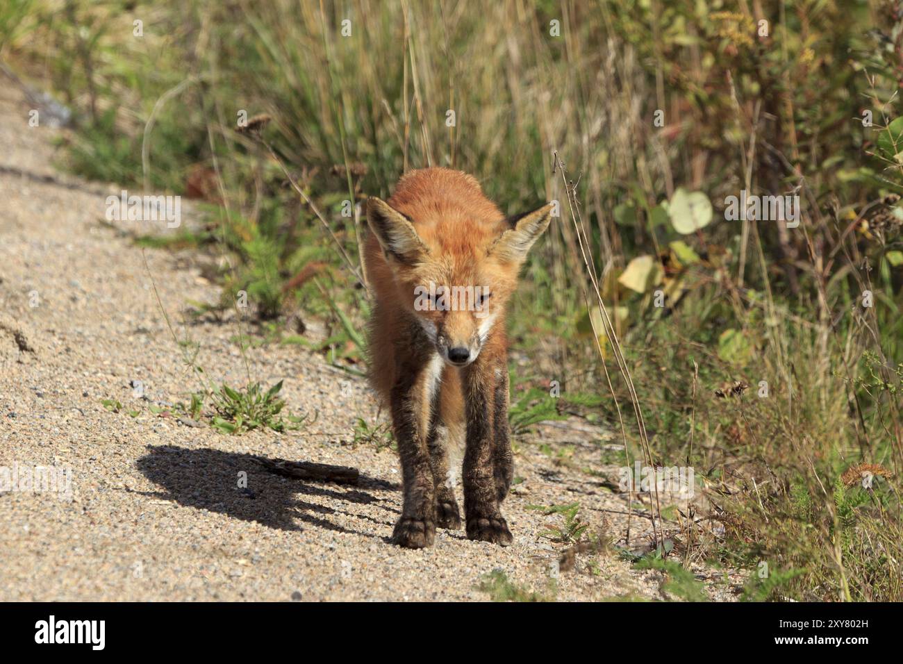 Red fox in Algonquin Provincial Park in Canada Stock Photo - Alamy
