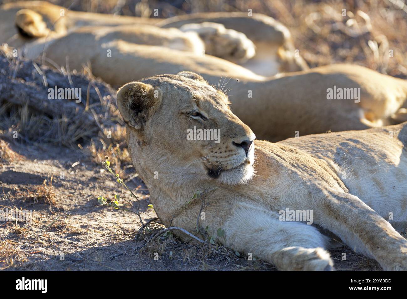 Pride of lions resting Stock Photo - Alamy