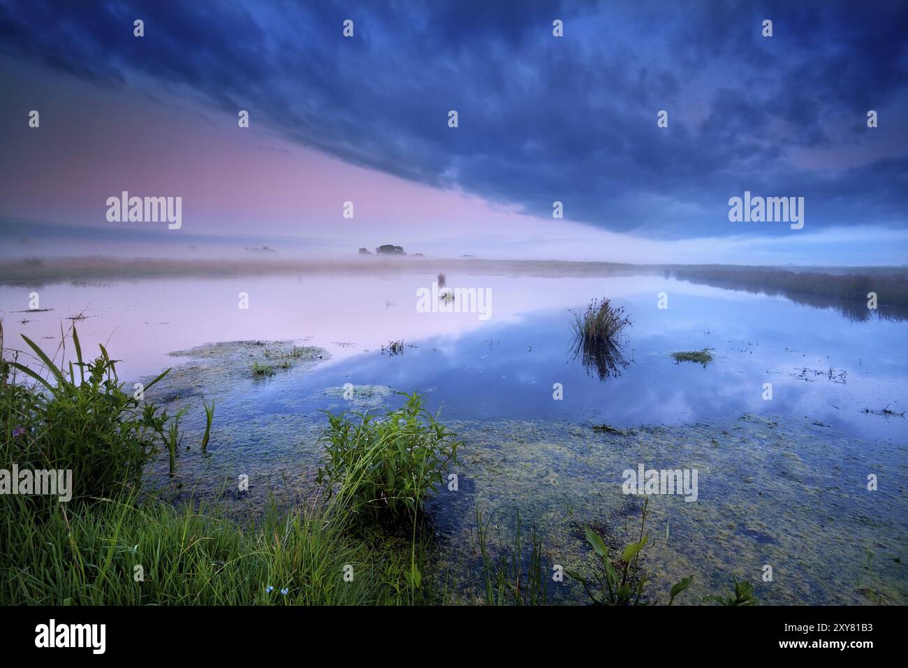 Serene shot swamp in hi-res stock photography and images - Alamy