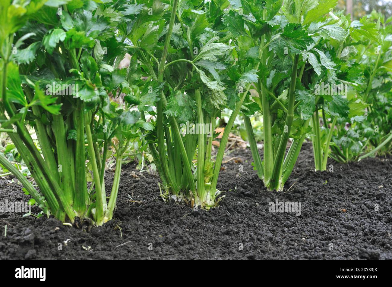 close-up of growing celery plantation (leaf vegetables)  in the vegetable garden Stock Photo