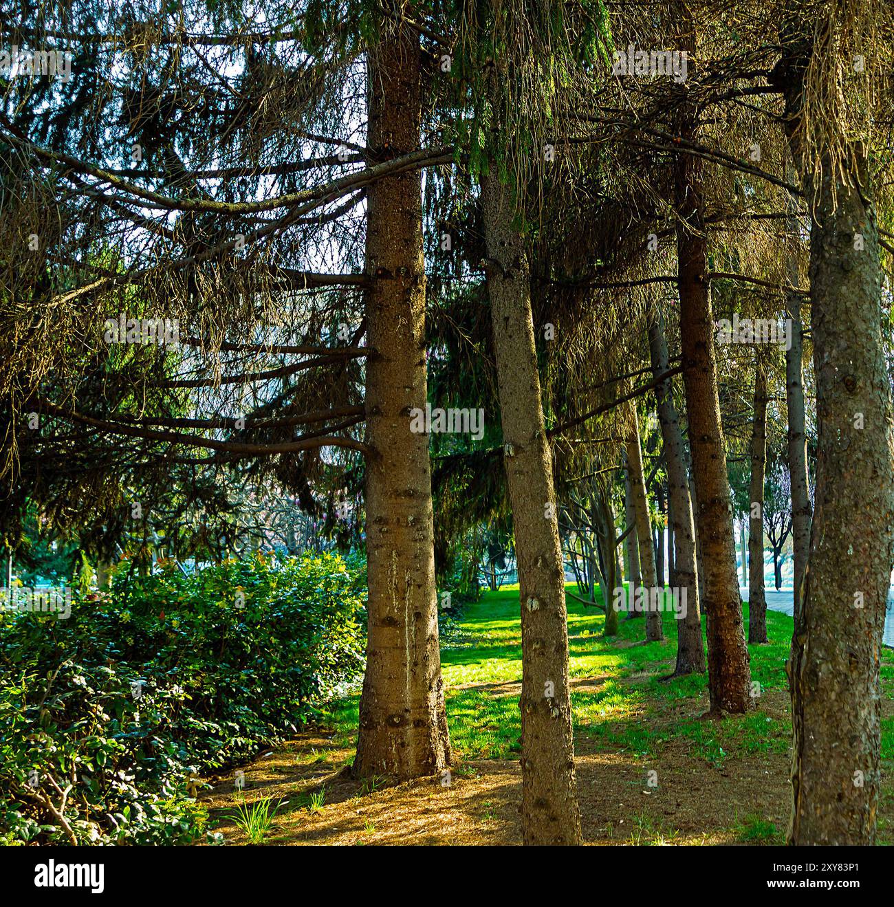 Urban park with trees hi-res stock photography and images - Alamy