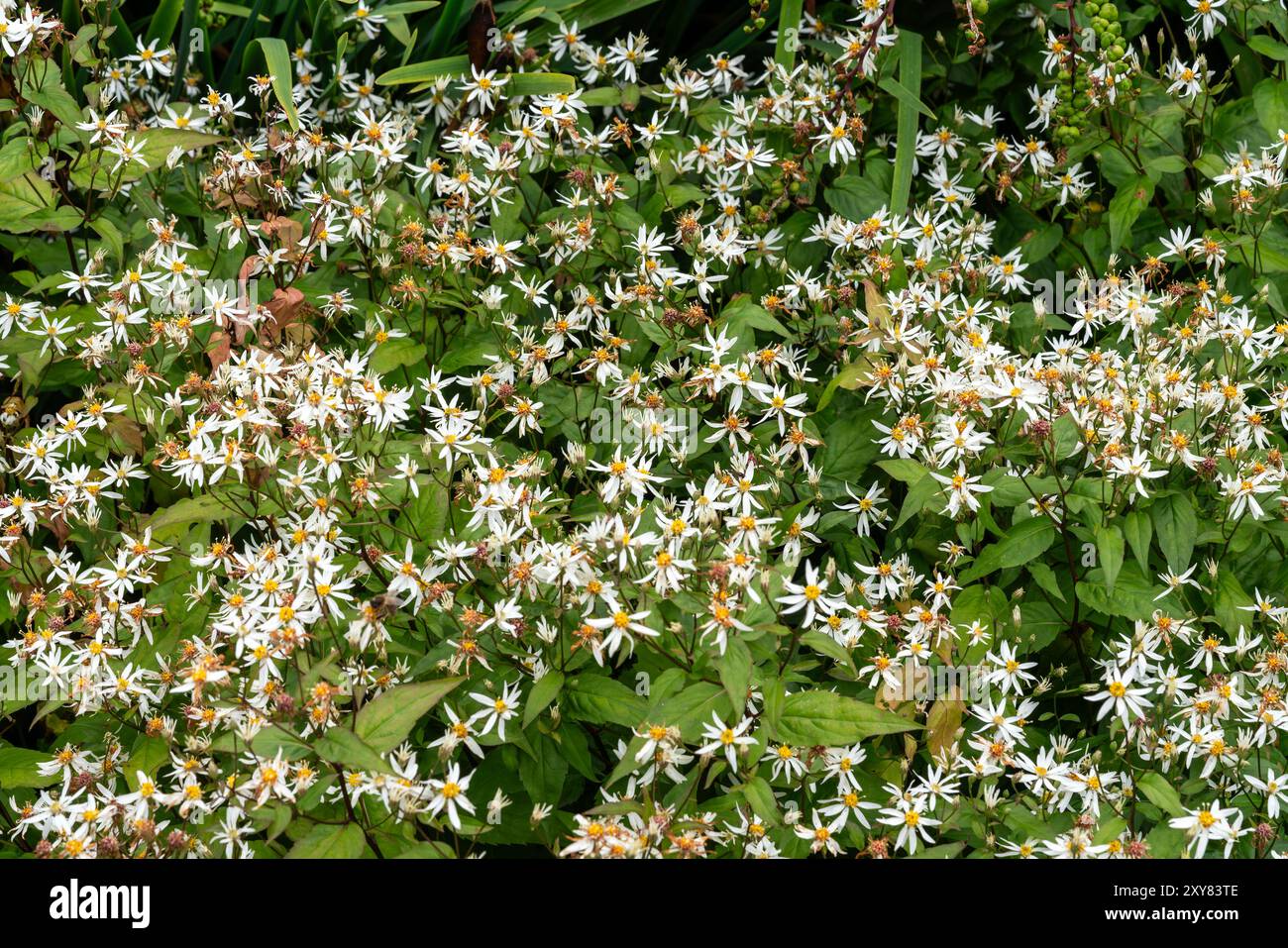 Aster divaricatus a summer autumn fall flowering plant with a white summertime flower also known as Eurybia divaricatus and commonly known as white wo Stock Photo