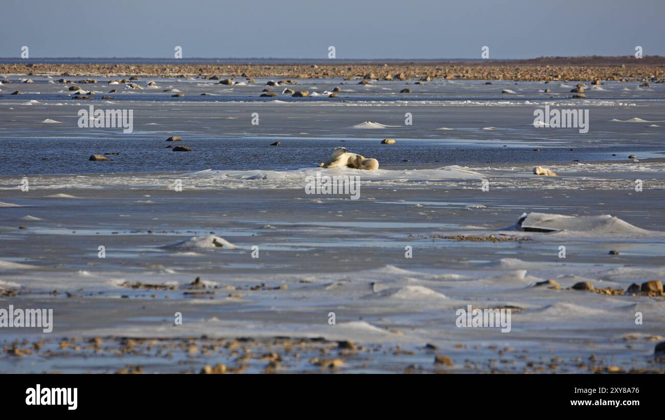 A polar bear mother with two cubs on the ice of Hudson bay Stock Photo ...