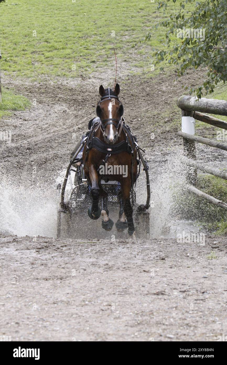 Single horse at a driving competition Stock Photo