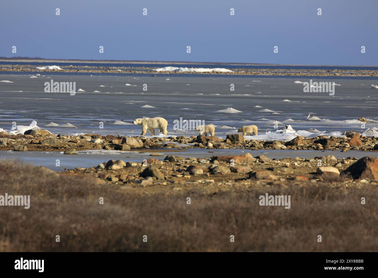 A polar bear mother with two cubs on the ice of Hudson bay Stock Photo ...