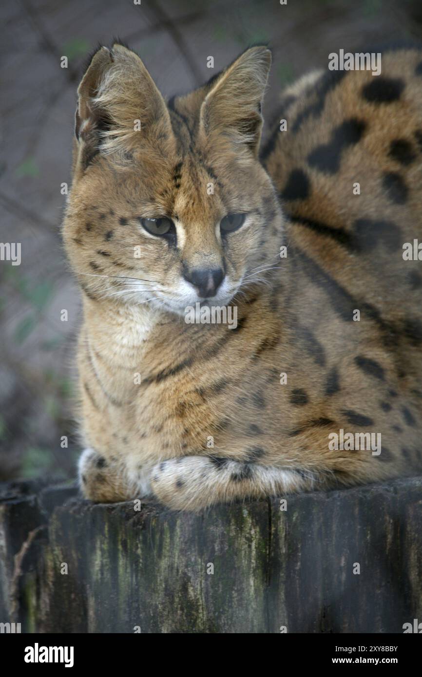 Stylish Wild Cat Hi res Stock Photography And Images Alamy stylish-wild-cat-hi-res-stock-photography-and-images-alamy