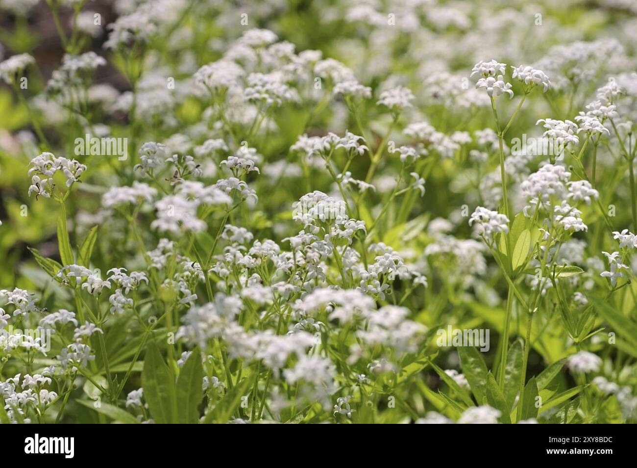 Woodruff or Galium odoratum, sweetscented bedstraw or Galium odoratum, a herbal plant Stock Photo