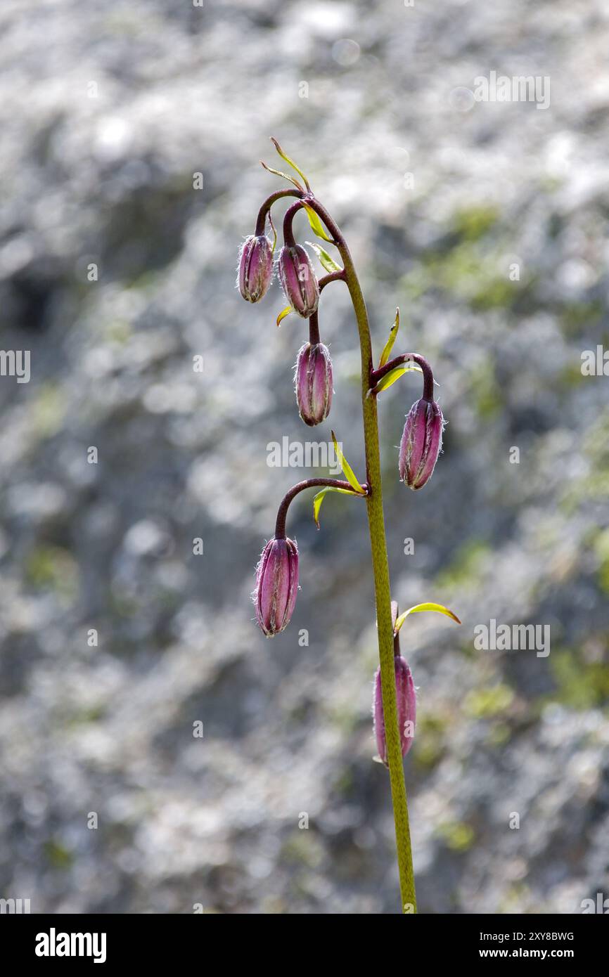 a pink martagon lily with hanging closed buds in the sunlight Stock Photo