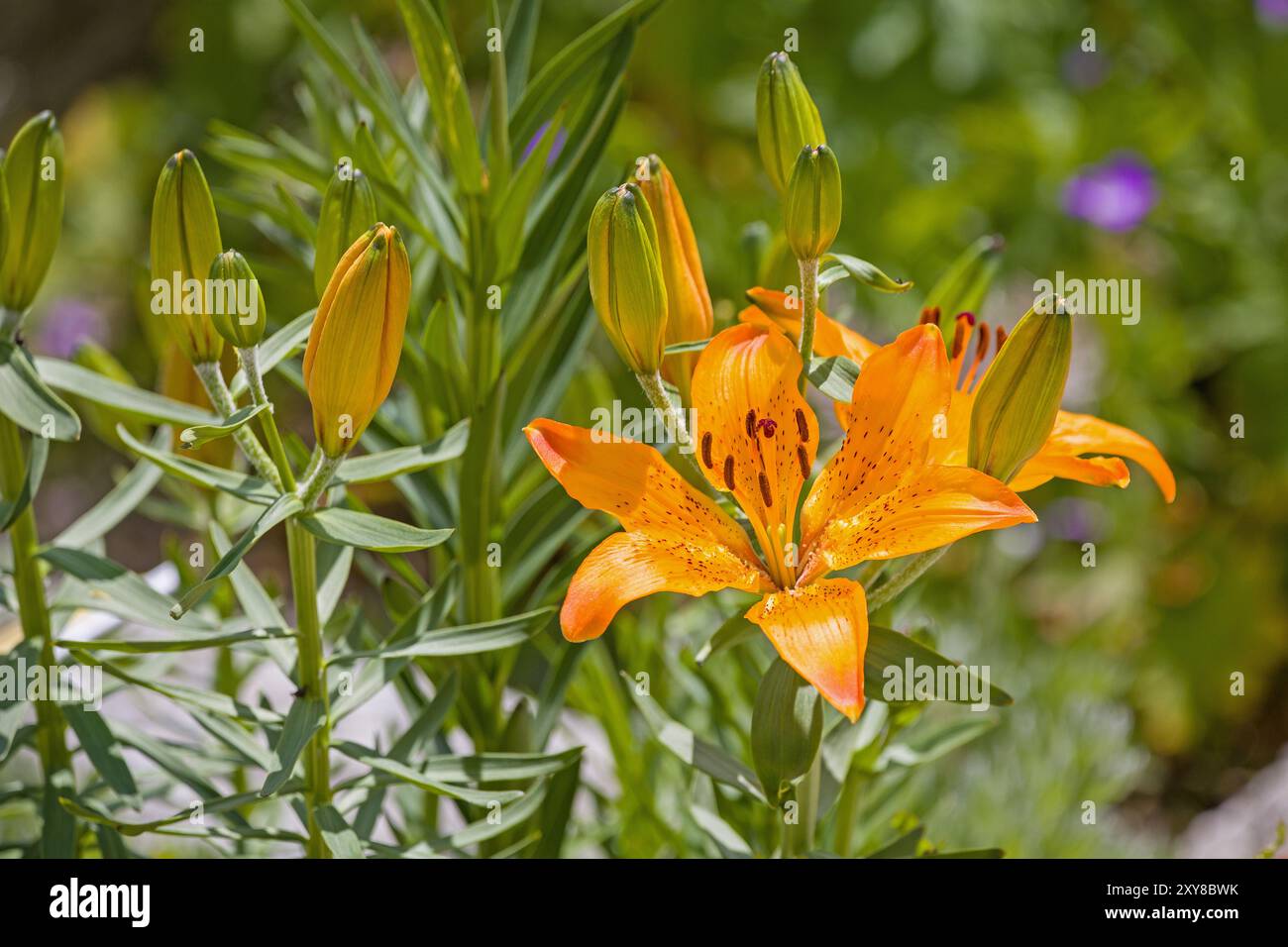 an orange fire lily with many buds in the sunlight Stock Photo