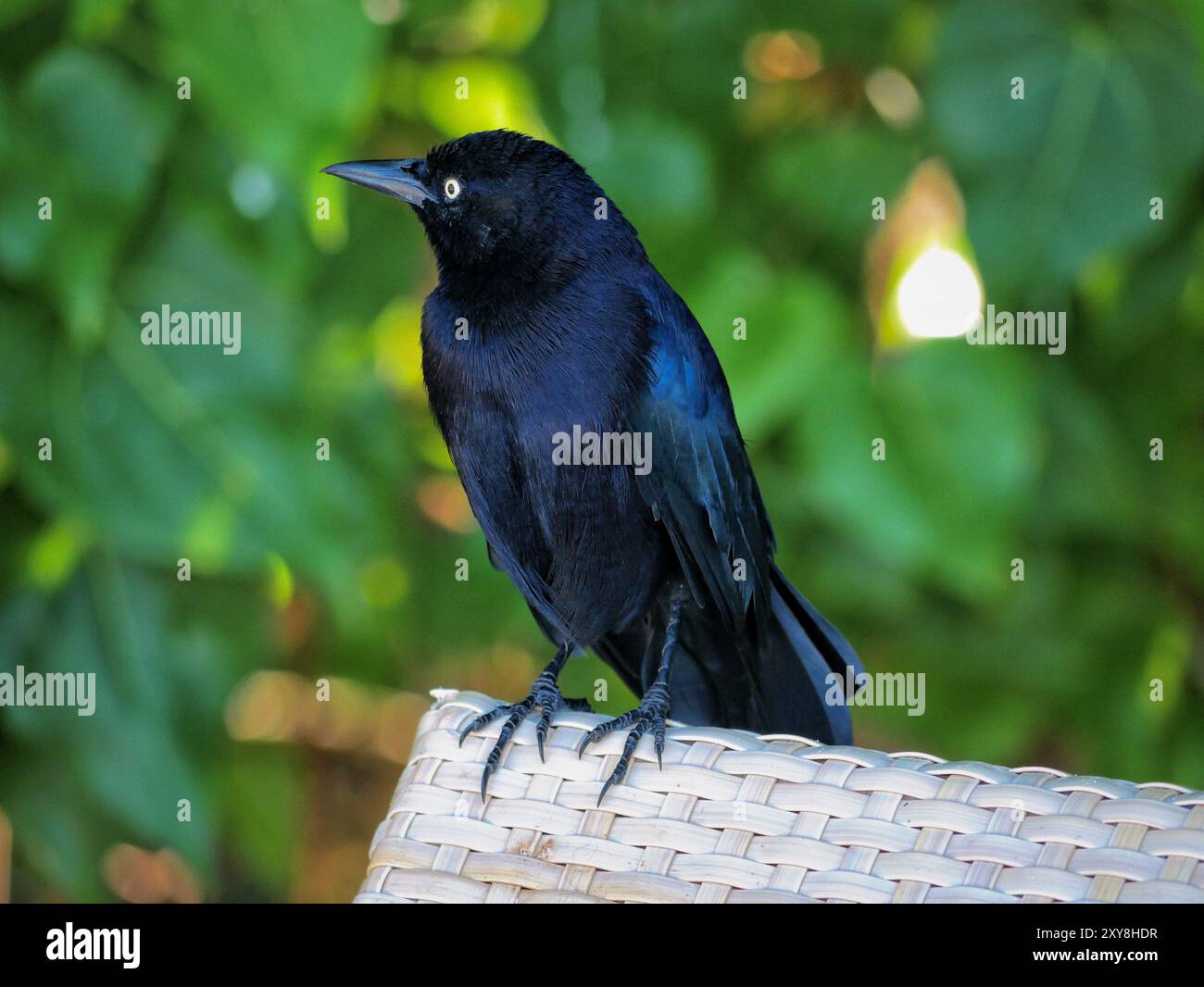 Beautiful Rooks Beautiful black rook bird hi-res stock photography and images - Alamy