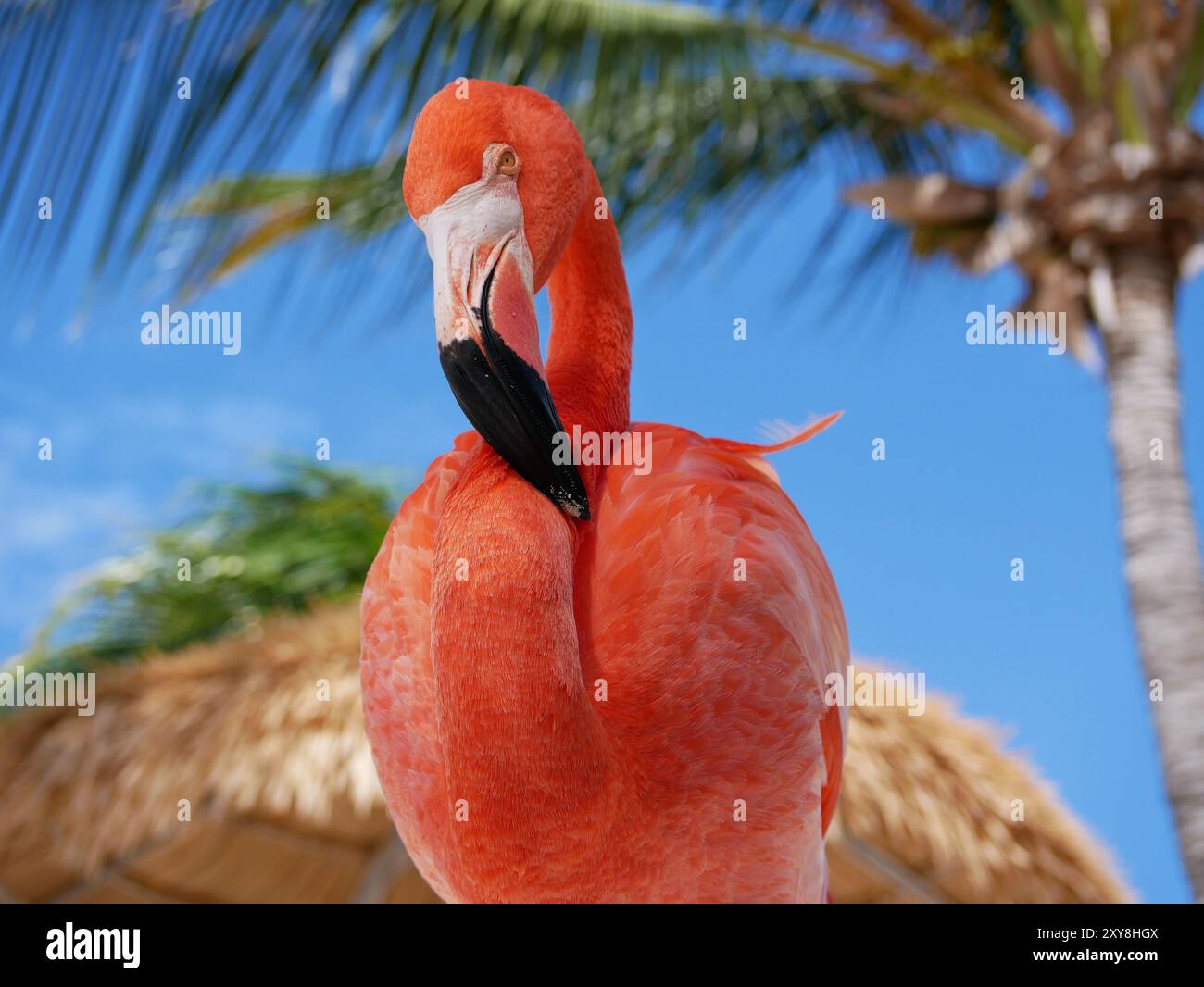 Flamingos on beach in aruba hi-res stock photography and images - Alamy