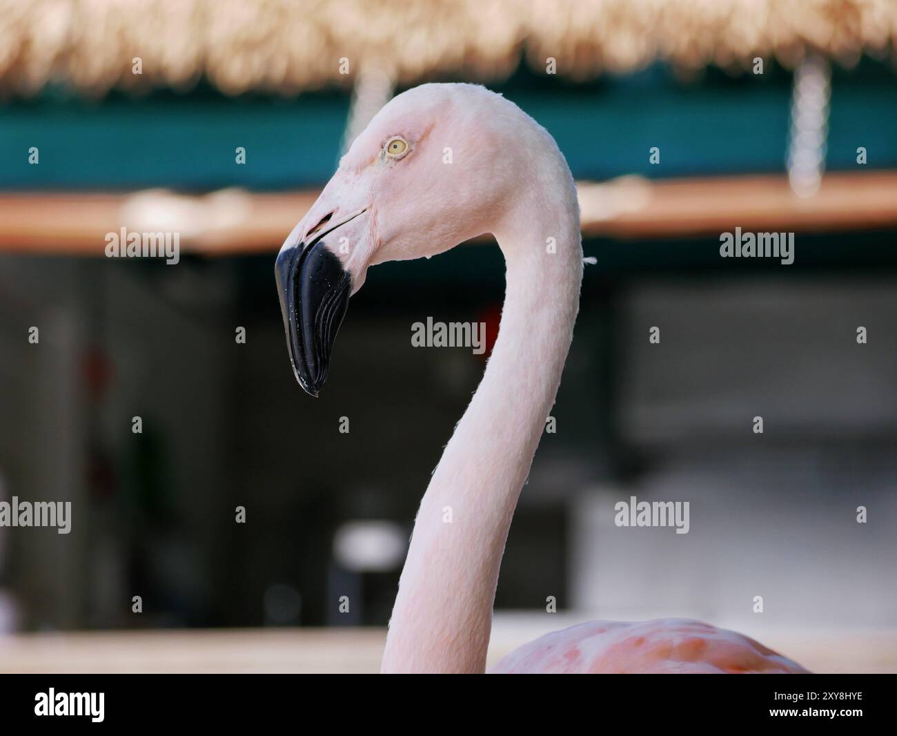 Flamingo on the Aruba beach close up Stock Photo - Alamy