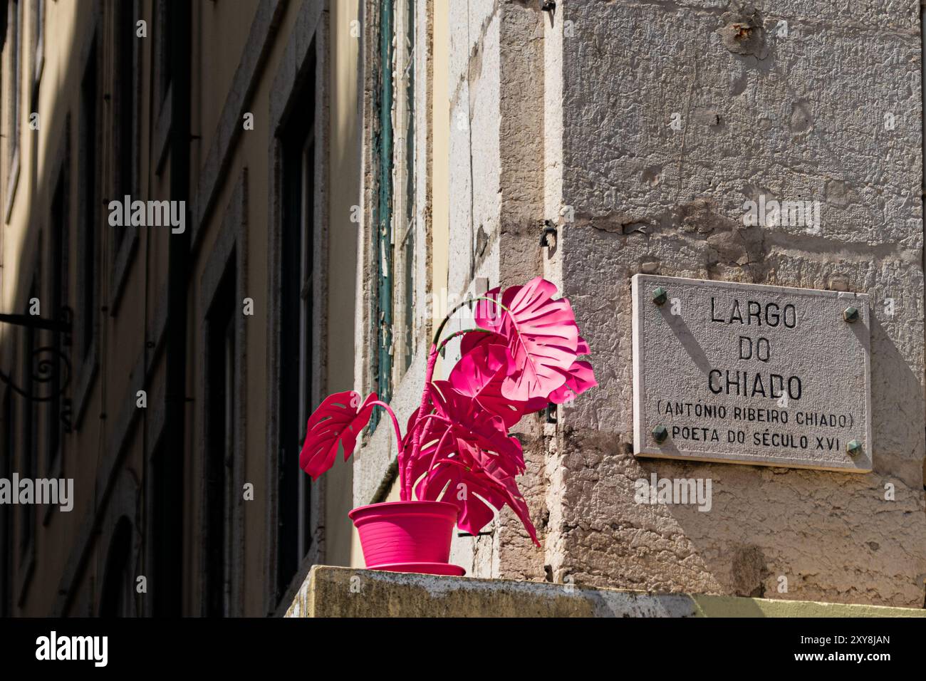 A vibrant pop of colour in the heart of Lisbon – a striking pink plant sculpture on a building near the iconic Largo do Chiado. Stock Photo