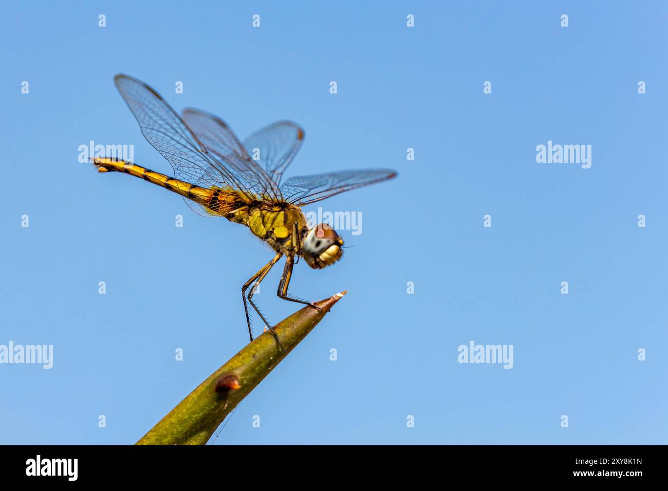 South Africa, Kruger National Park, Dragonfly Stock Photo