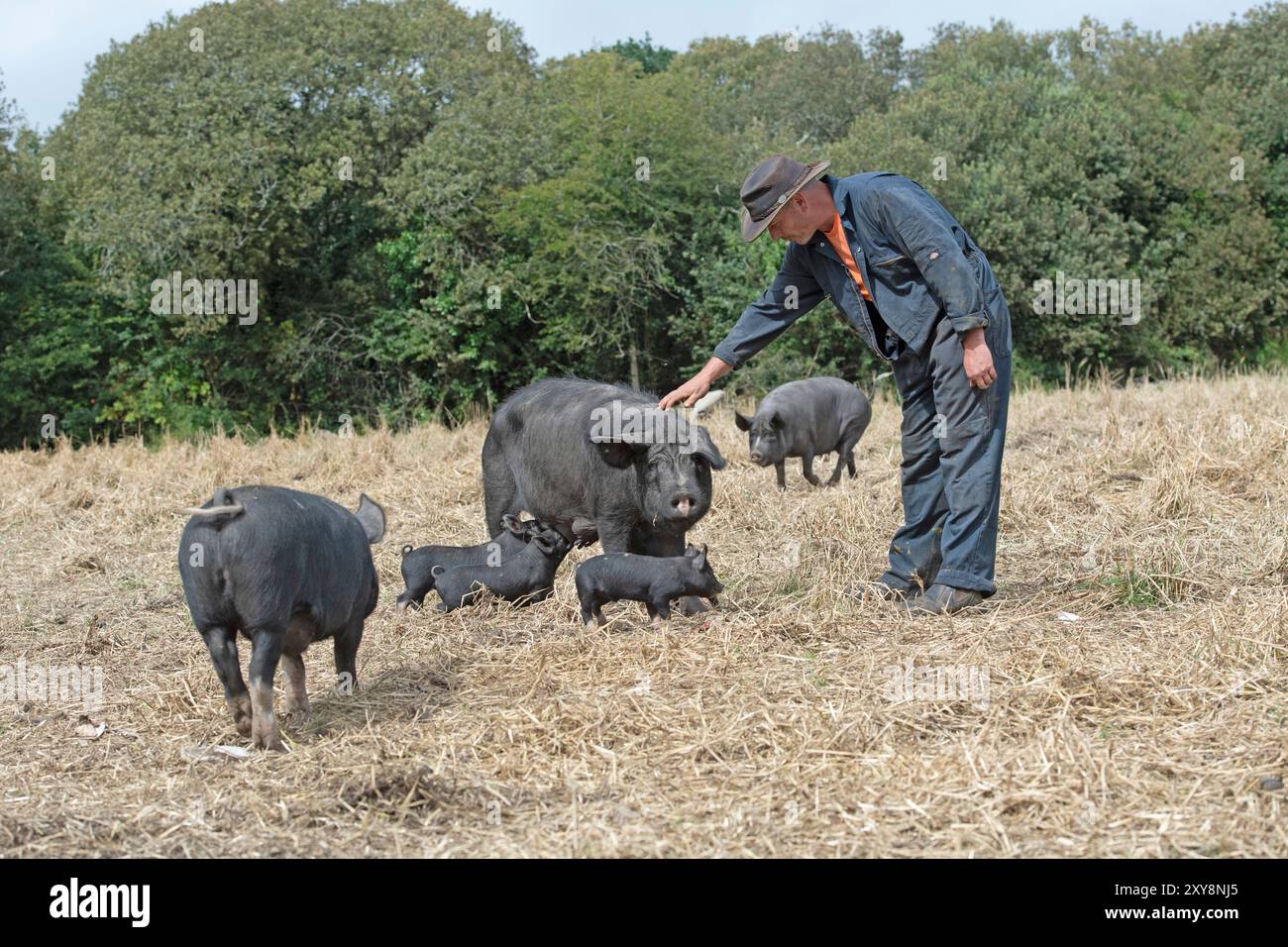 Farmer with his outdoor, free range pigs Stock Photo