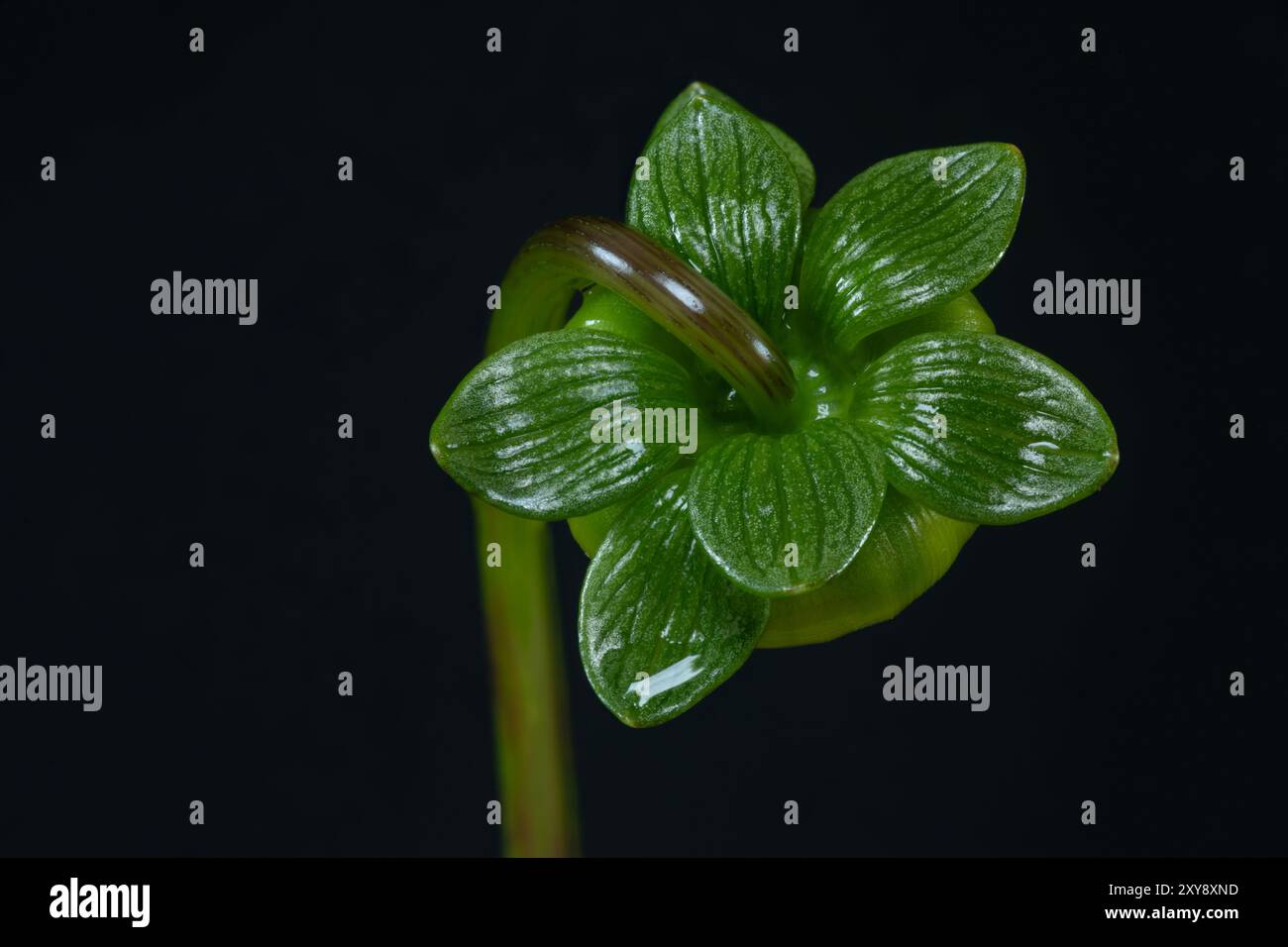 Large tuberous plant hi-res stock photography and images - Alamy