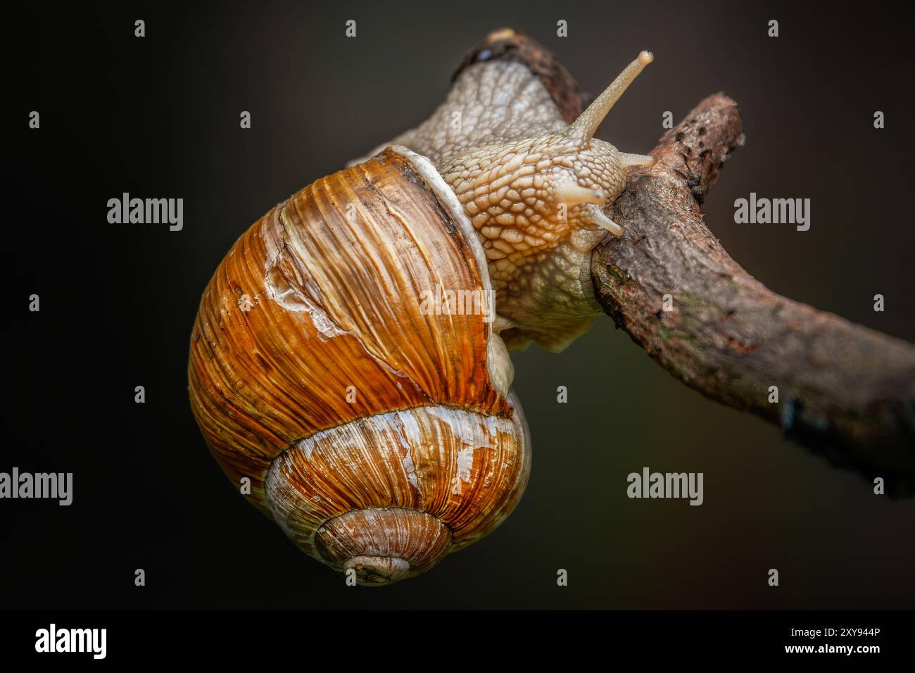 Roman snail on a branch Stock Photo