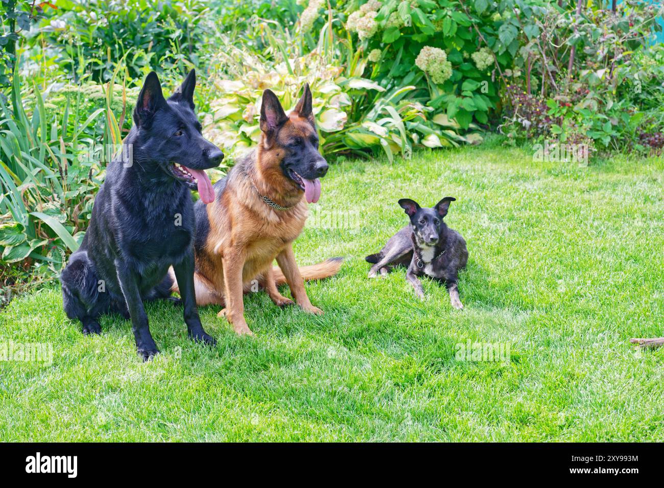 Three dogs sitting on green grass Stock Photo