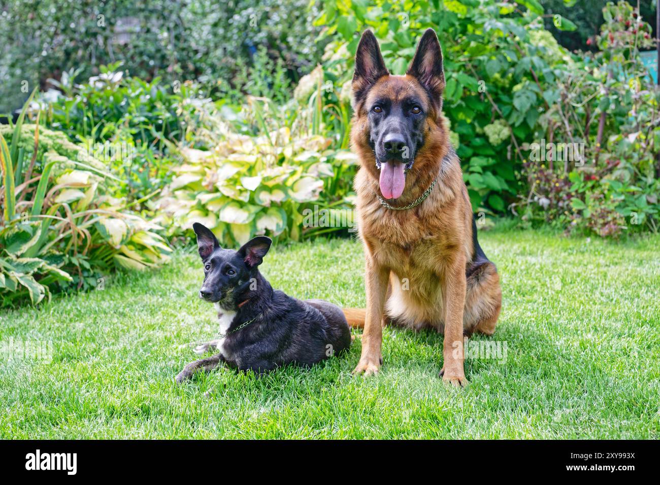 Two people sitting on grass hi-res stock photography and images - Alamy