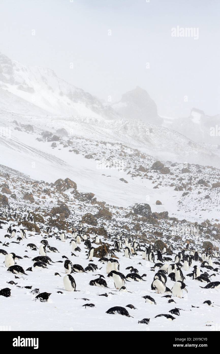Colony of antarctic penguins hi-res stock photography and images - Alamy