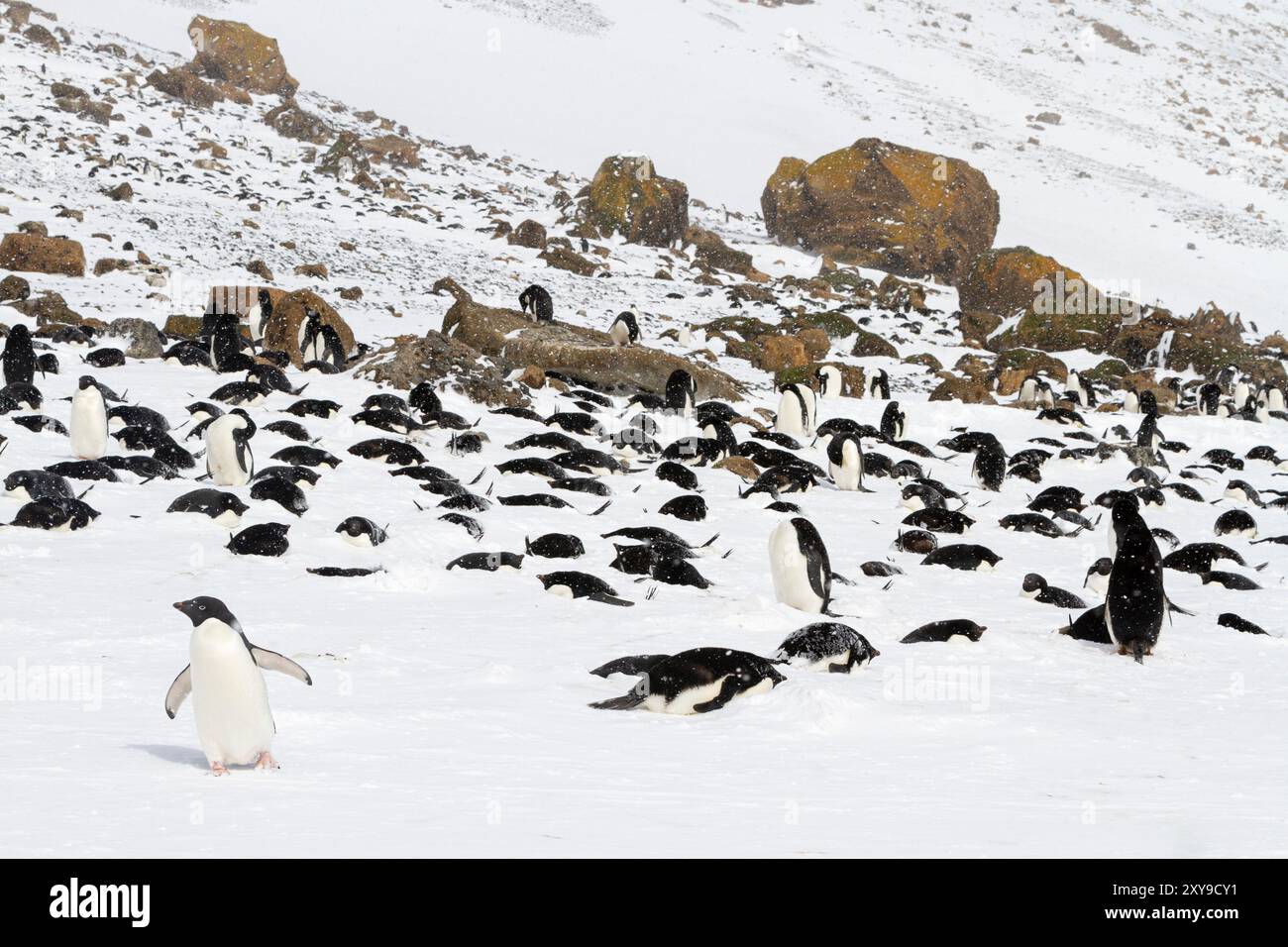 Adélie penguins, Pygoscelis adeliae, in snow storm at breeding colony at Brown Bluff, Antarctic Peninsula, Antarctica. Stock Photo