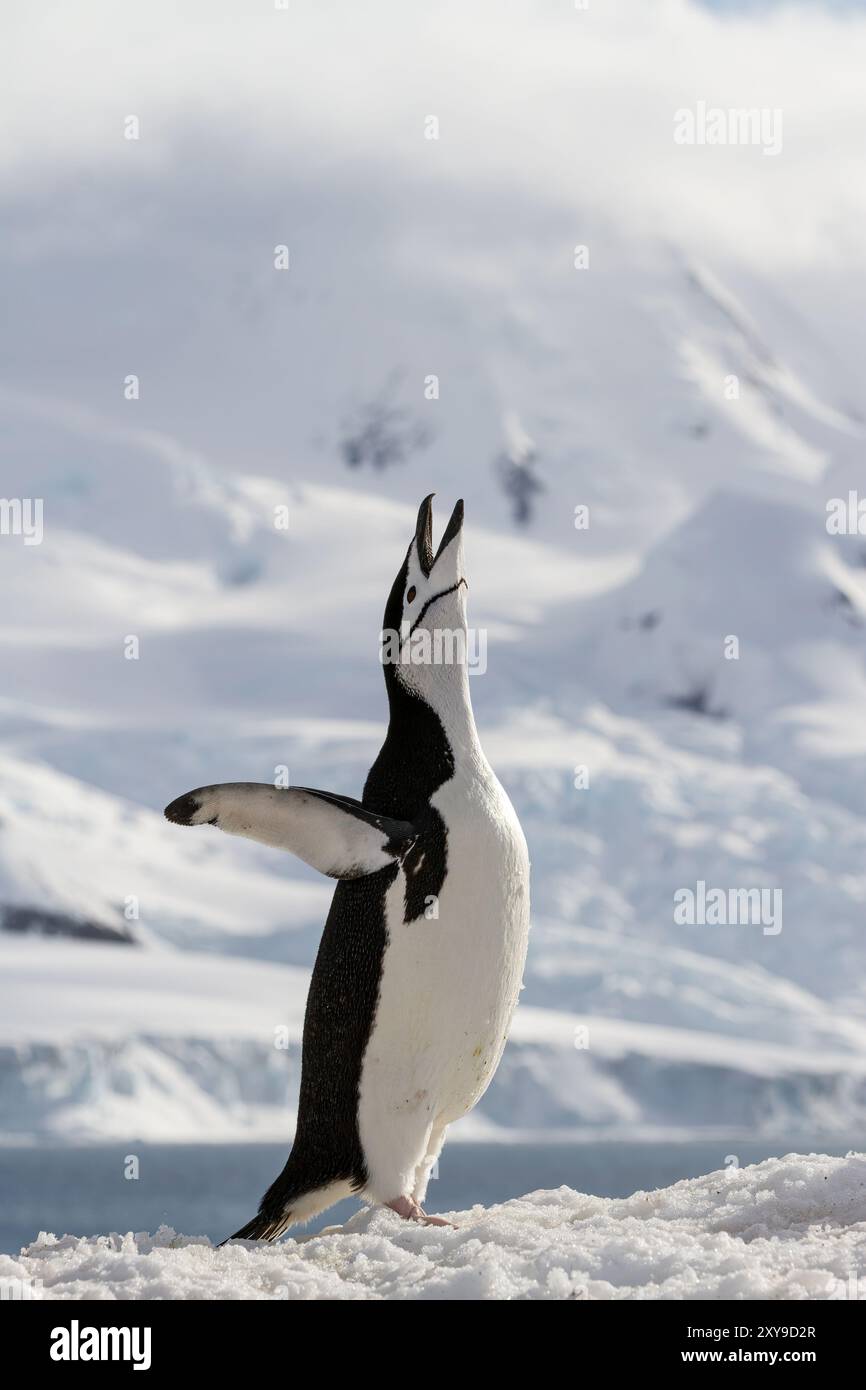 Chinstrap penguin, Pygoscelis antarctica, ecstatic display at breeding colony at Half Moon Island, Antarctica. Stock Photo