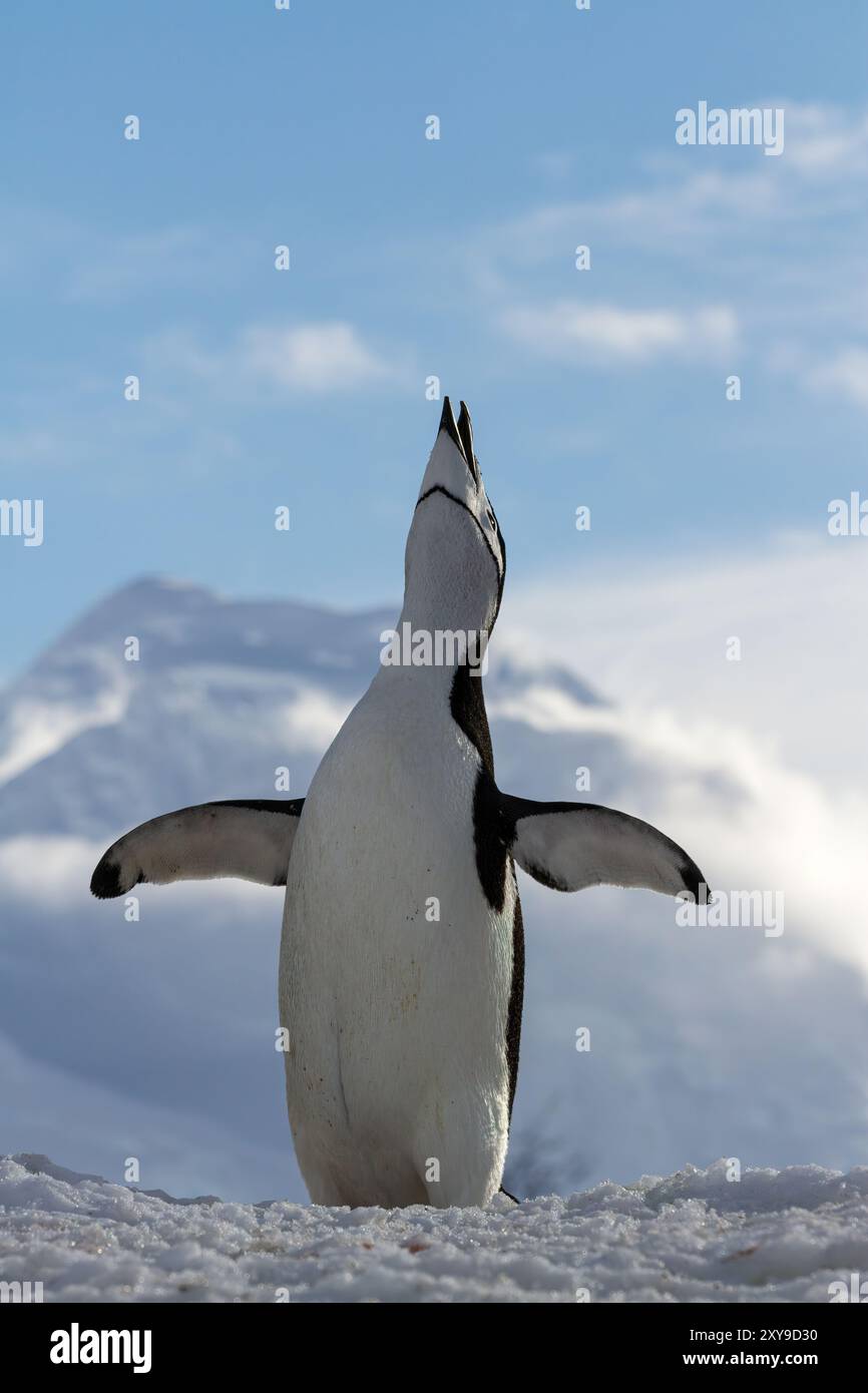 Chinstrap penguin, Pygoscelis antarctica, ecstatic display at breeding ...