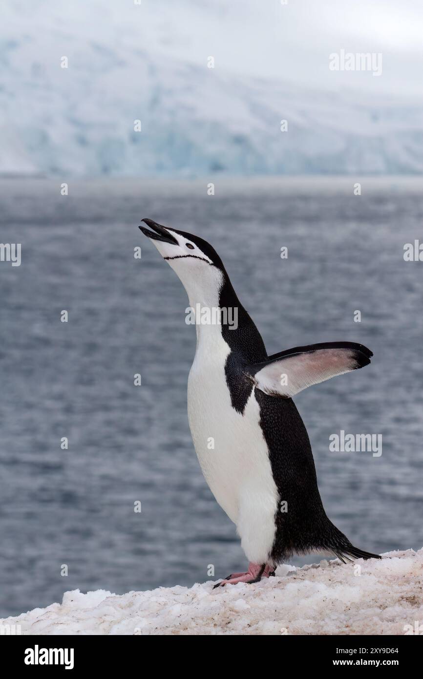 Chinstrap penguin, Pygoscelis antarctica, ecstatic display at breeding colony at Half Moon Island, Antarctica. Stock Photo