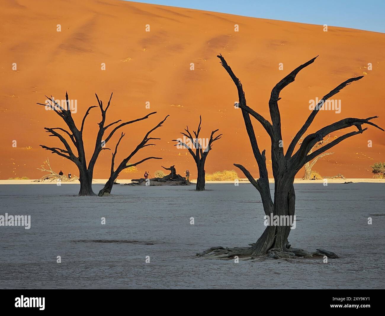 Desiccated trees hi-res stock photography and images - Alamy