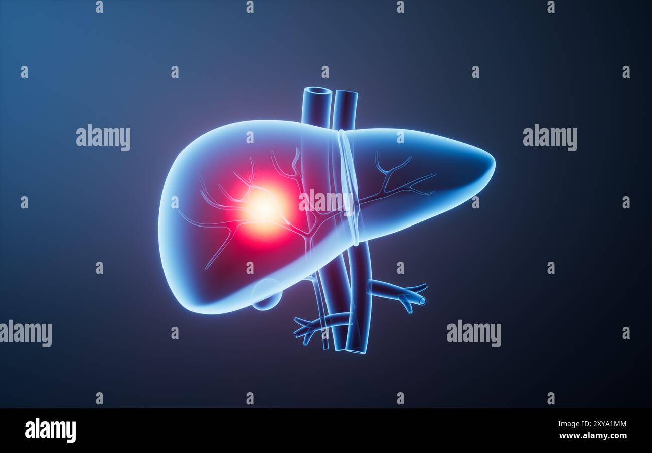 Anatomical liver illustration 3d hi-res stock photography and images ...