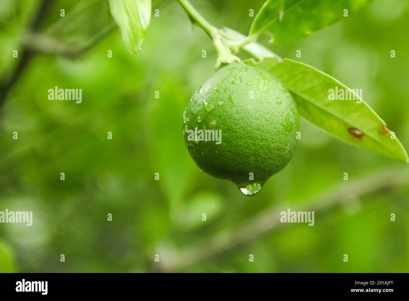 Green limes still on the tree, fresh limes with morning dew Stock Photo