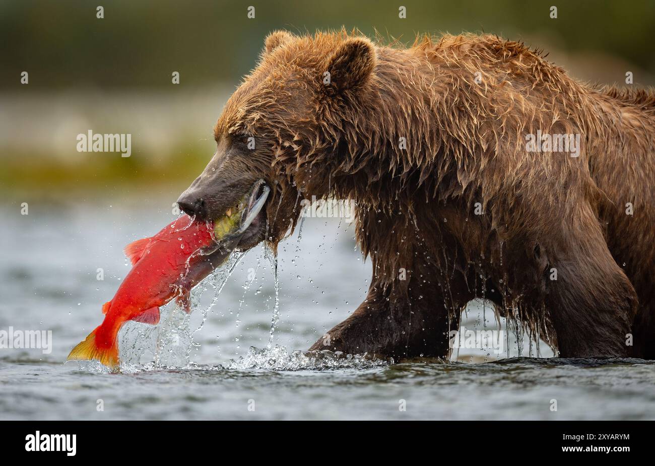 Brooks falls brown bear catching salmon hi-res stock photography and ...
