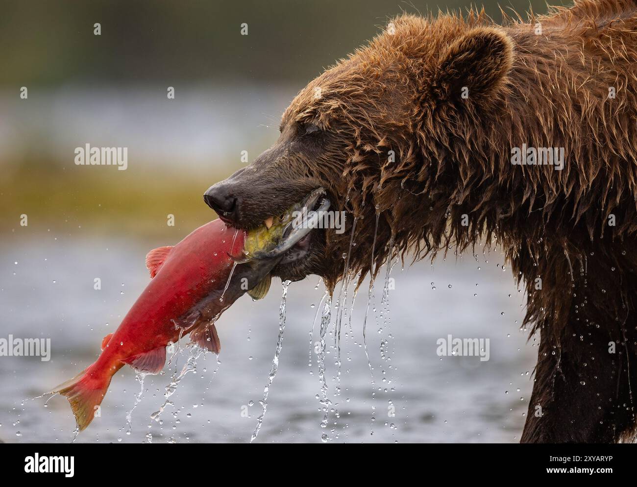 Brown bear fishing for salmon in Katmai, Alaska Stock Photo - Alamy