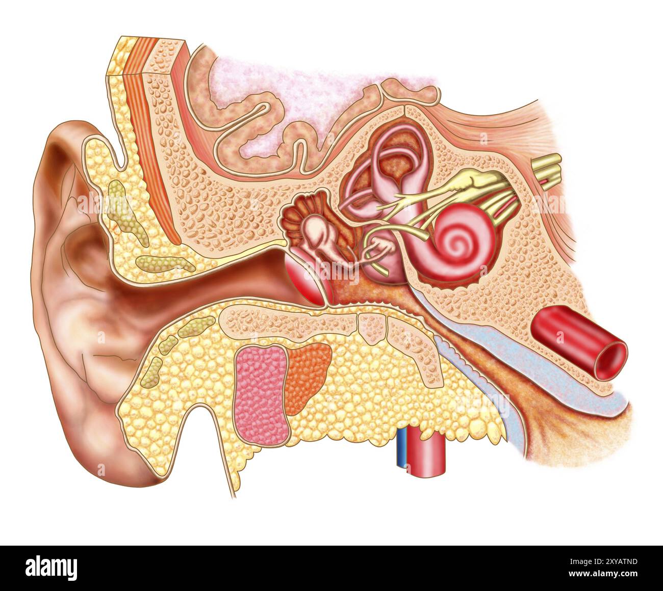 Anatomy of human ear Stock Photo