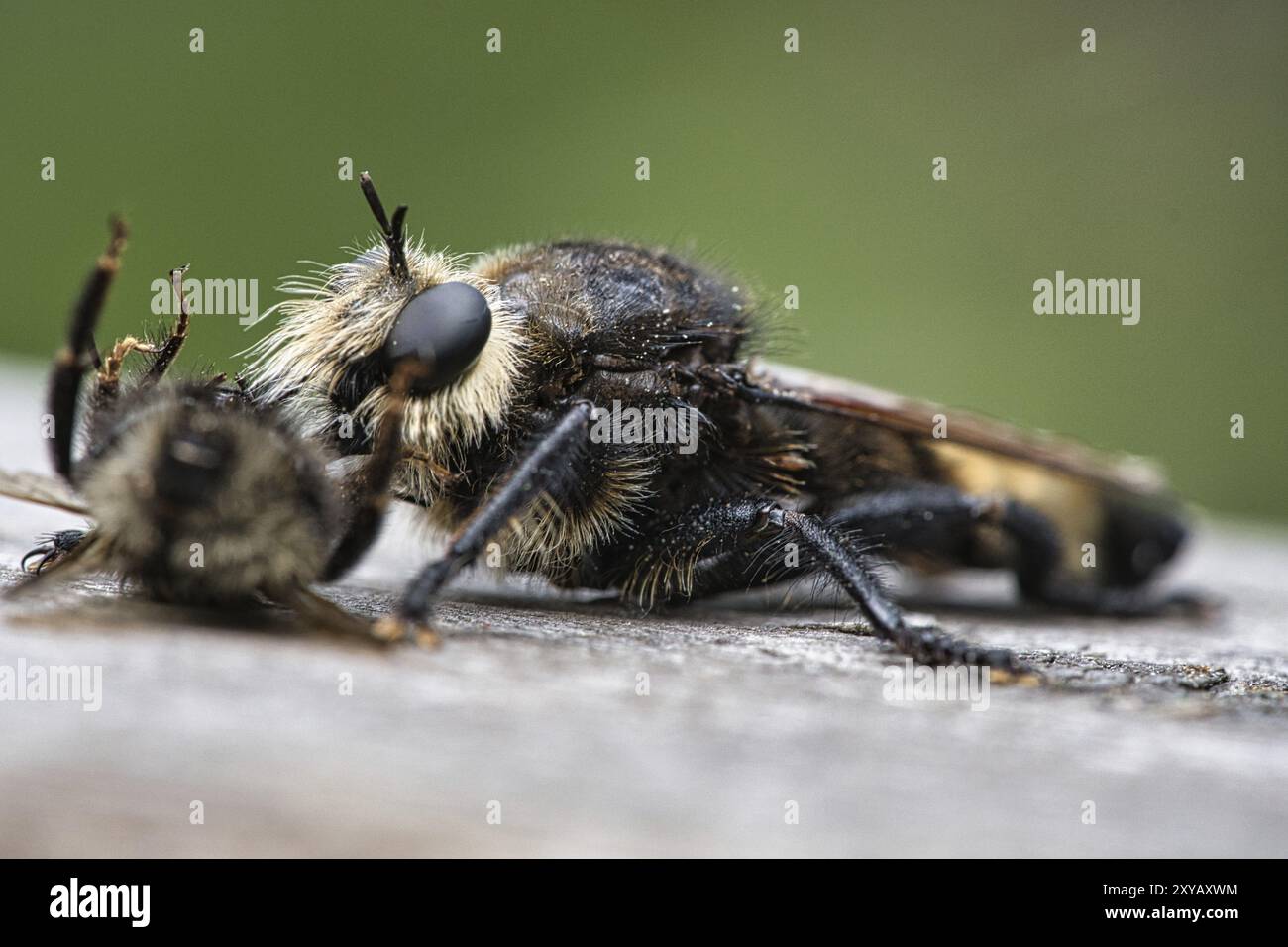 Yellow murder fly or yellow robber fly with a bumblebee as prey. The insect is sucked out by the hunter. Yellow black hairs cover the hunter. Macro sh Stock Photo