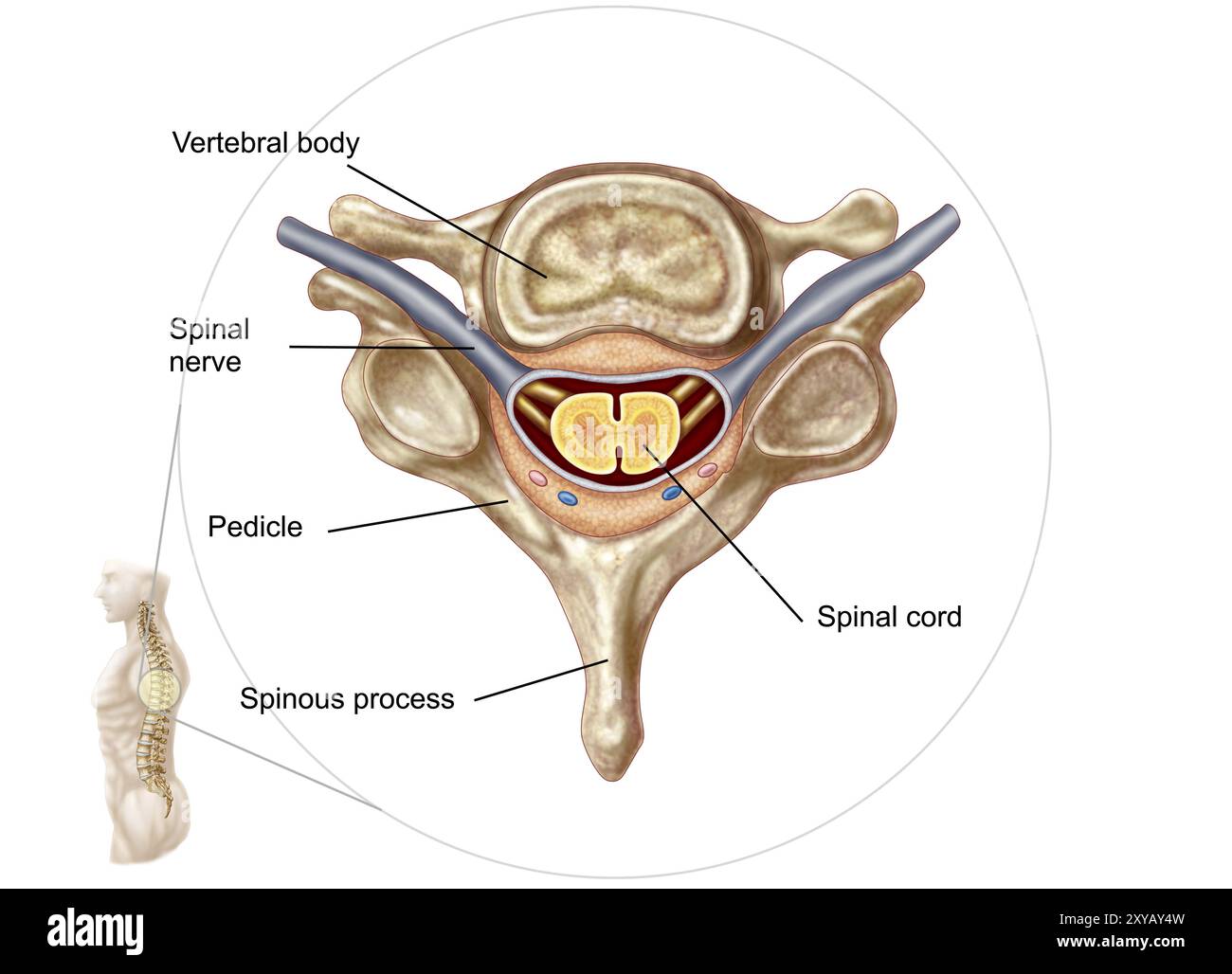 Detailed Anatomical Diagrams Hi res Stock Photography And Images Alamy detailed-anatomical-diagrams-hi-res-stock-photography-and-images-alamy