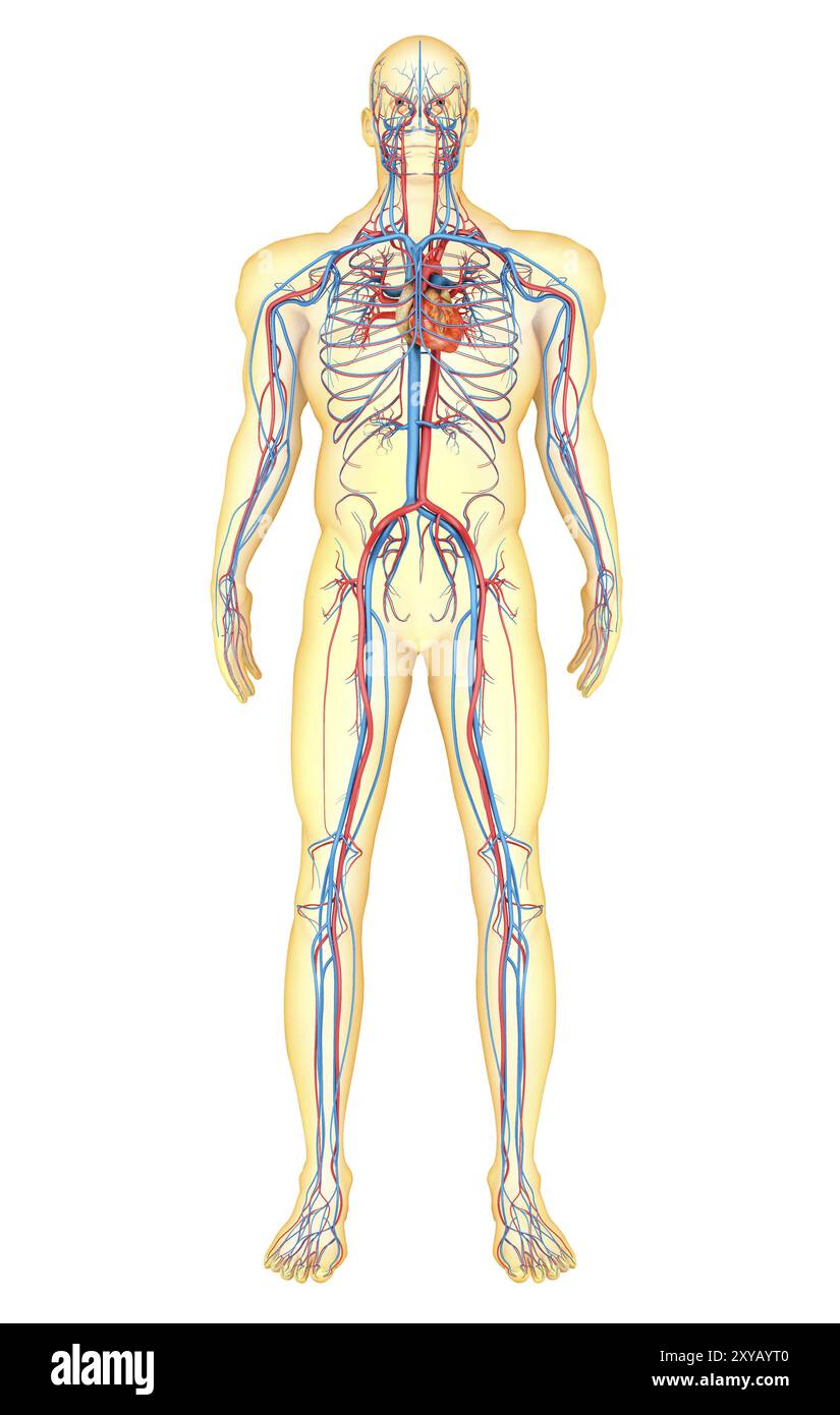 Male front organ anatomy hi-res stock photography and images - Alamy