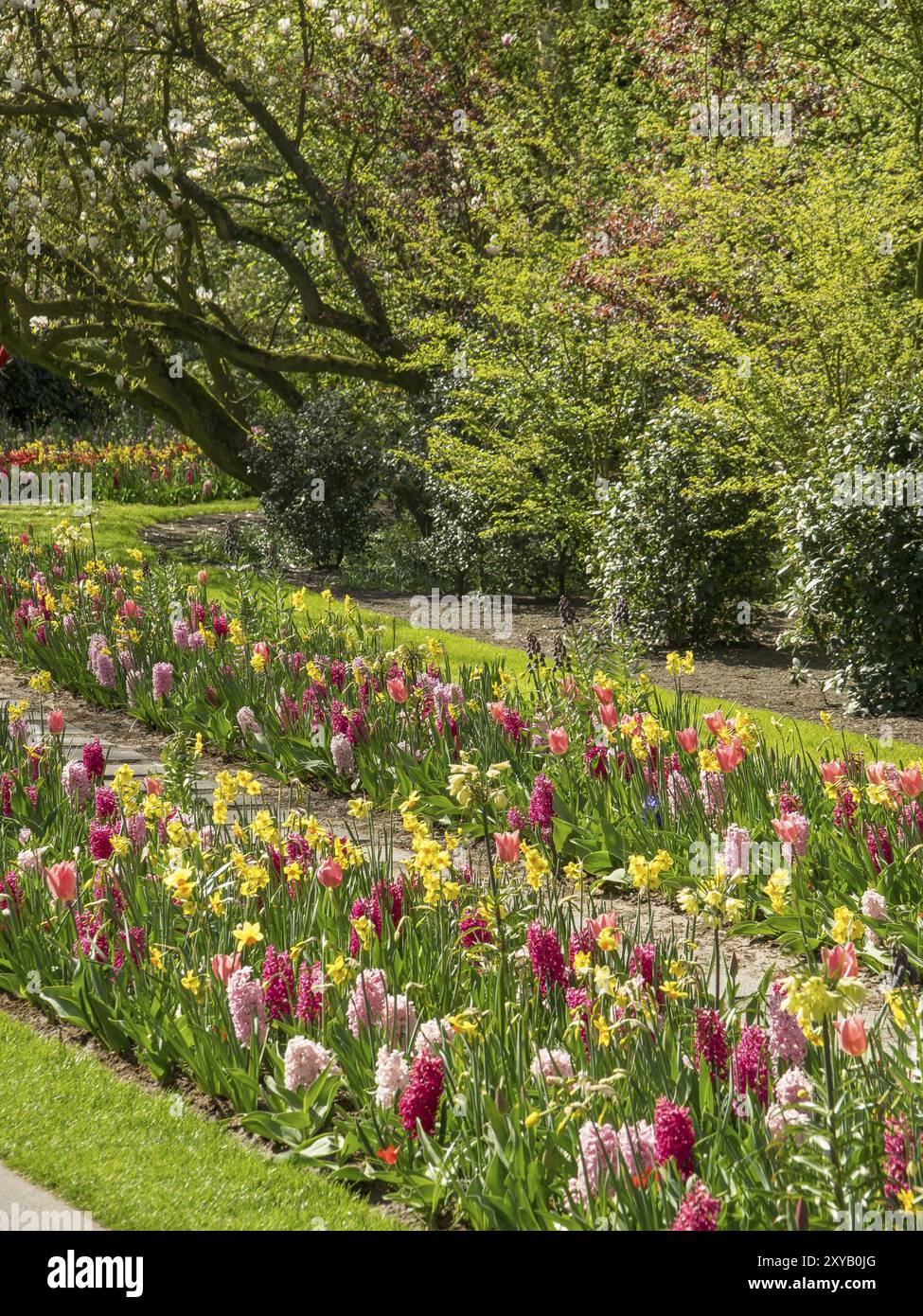 A living flower bed in a garden with blooming tulips, daffodils and ...