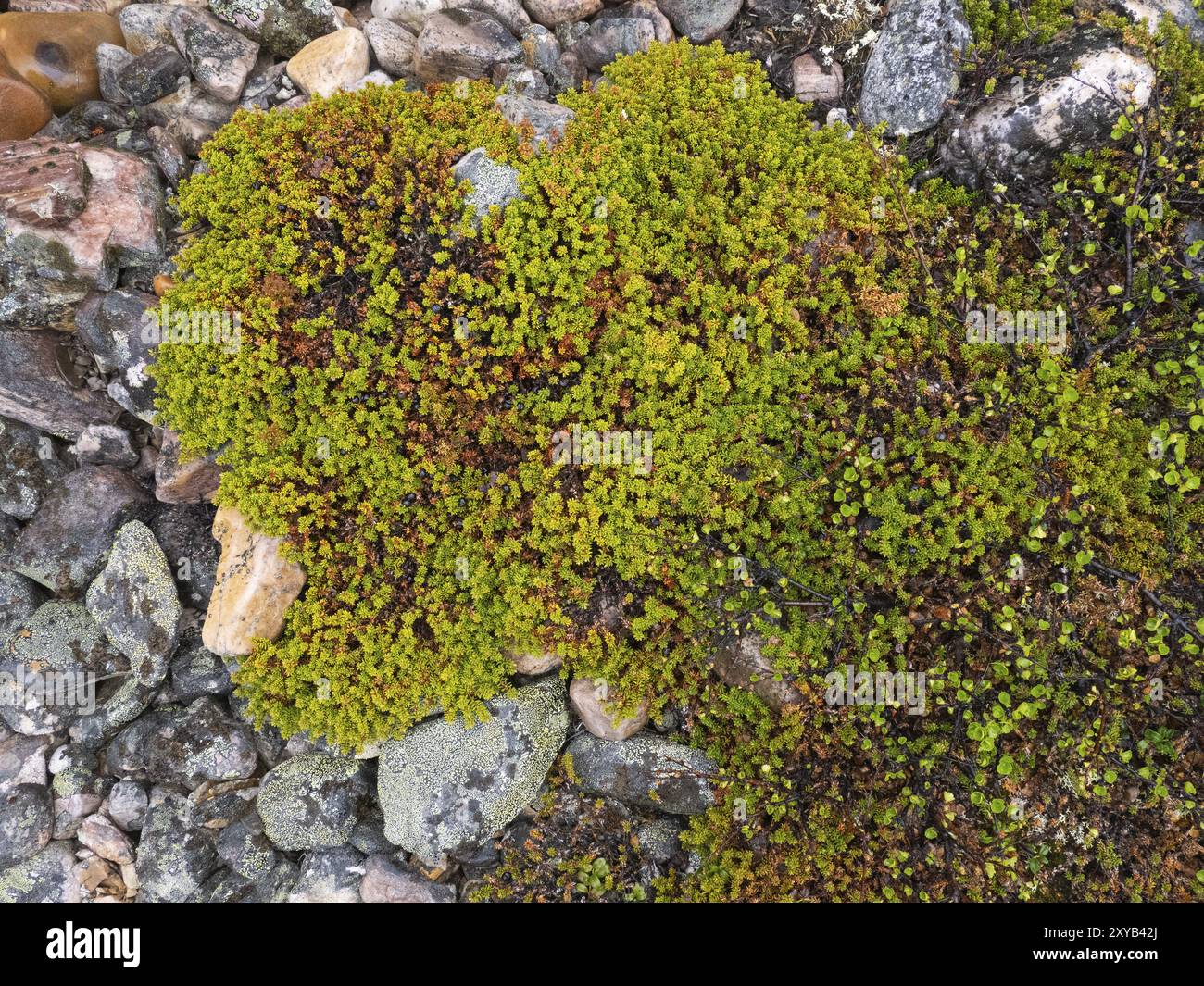 Black Crowberry (Empetrum nigrum), and Dwarf Birch (Betula nana), covering stones, Varanger National Park, Varanger Fjord, May, Norway, Europe Stock Photo