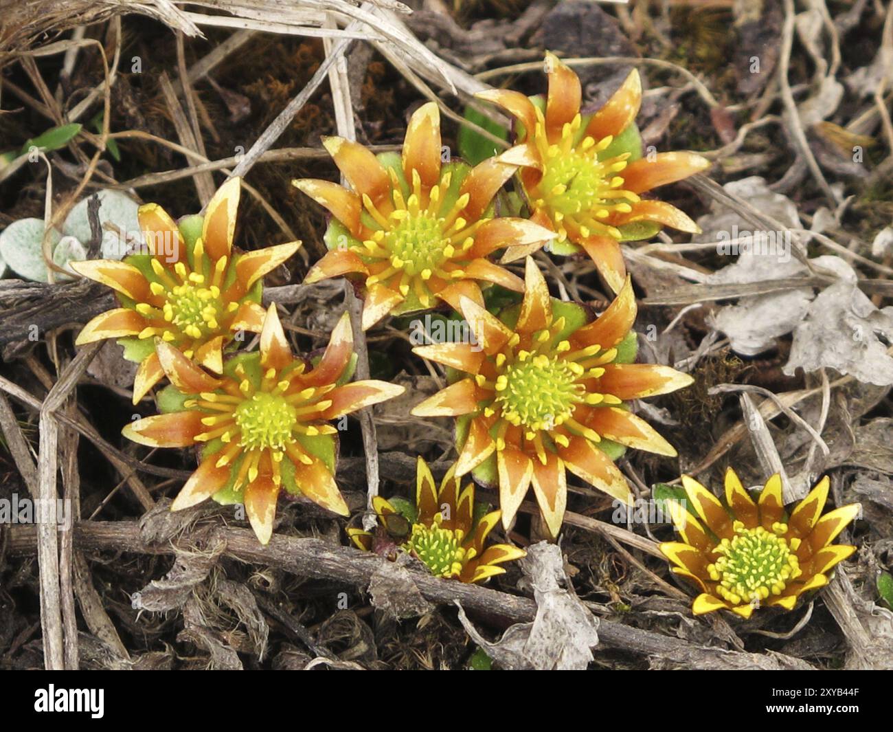 Beautiful flowers in the Himalayas Stock Photo - Alamy