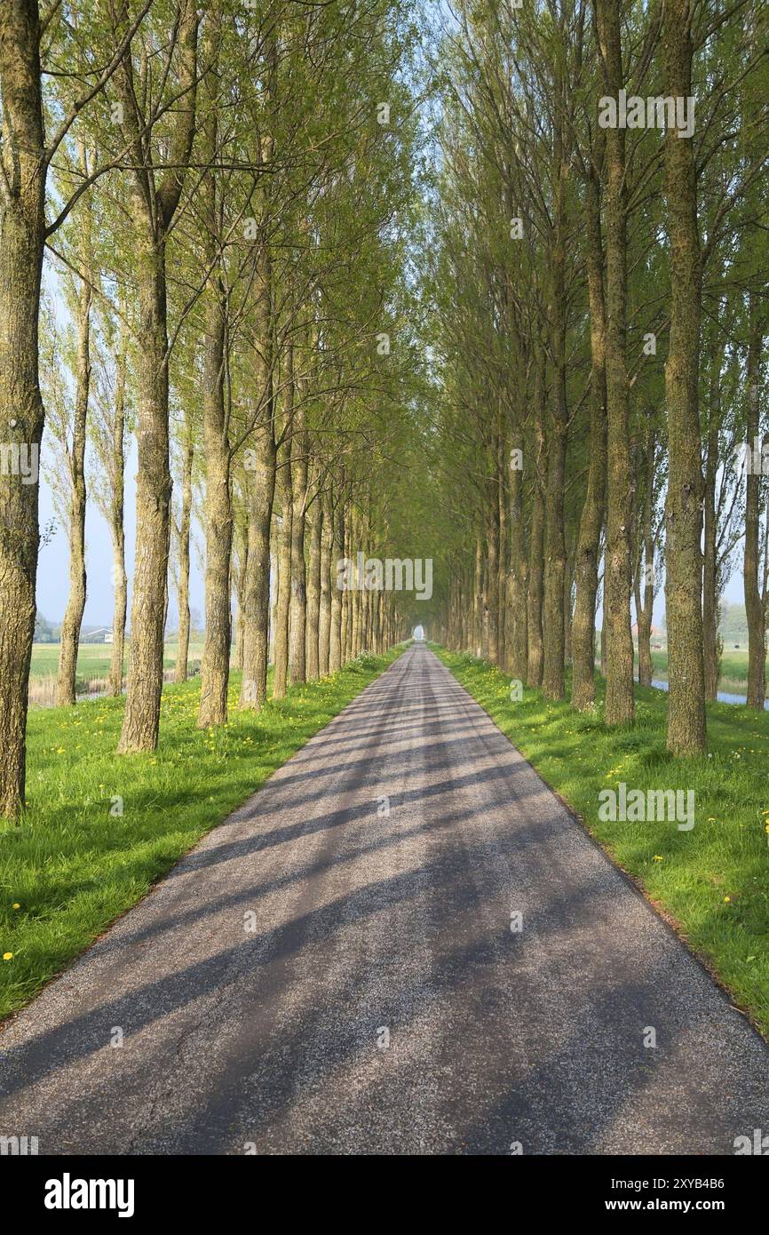 Tunnel road for bikes between tree rows Stock Photo