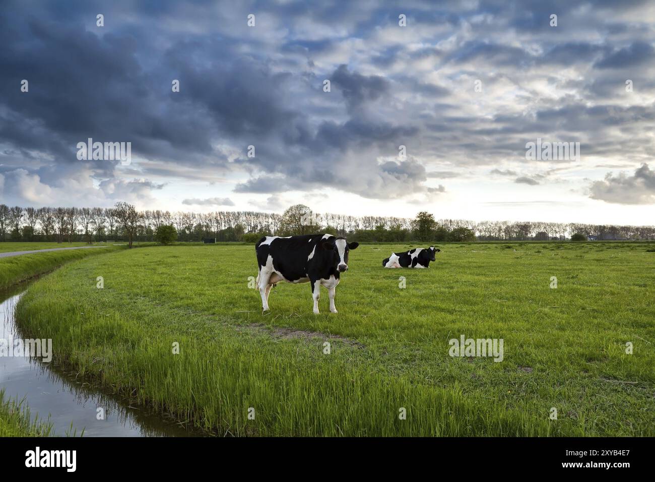 Two black cows grazing hi-res stock photography and images - Alamy