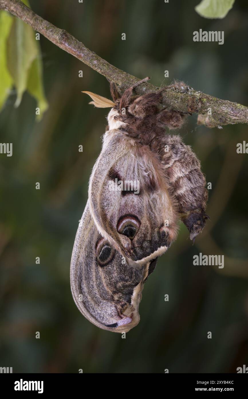 Emperor mothss hi-res stock photography and images - Alamy