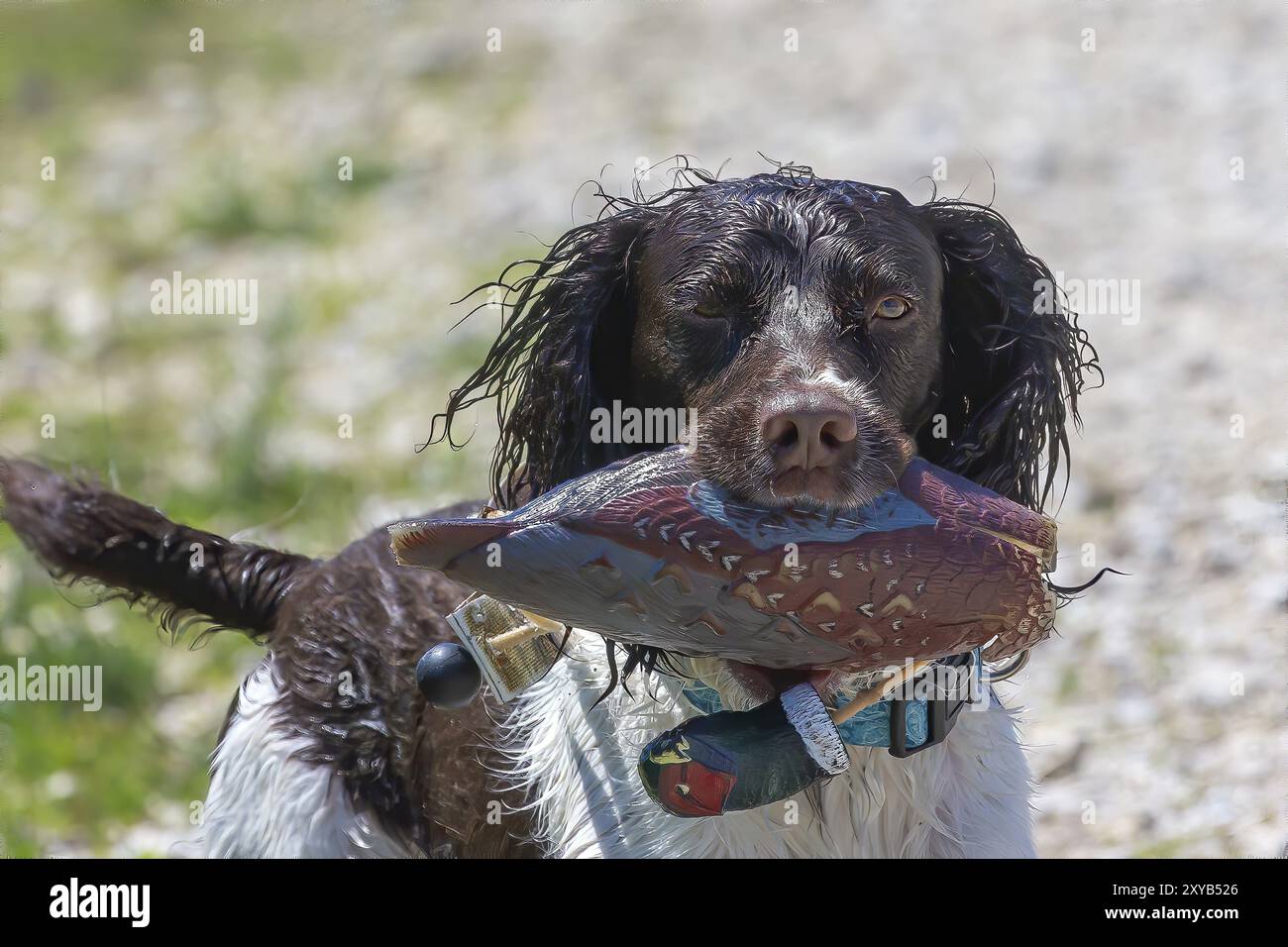 English springer spaniel retrieving an artificial pheasant Stock Photo