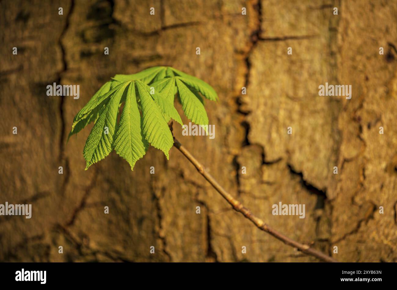 Sunlight on a tree hi-res stock photography and images - Alamy