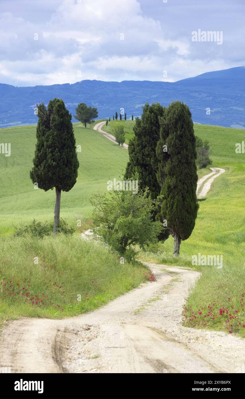 Toskana Zypressen mit Weg, Tuscany cypress trees with track 03 Stock
